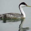 Grebes